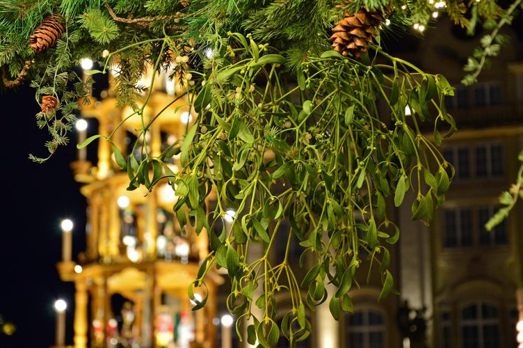 Mistelten – en traditionsrig juleplante